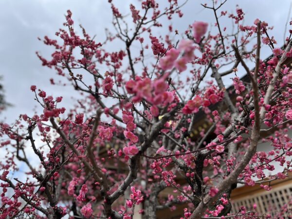 四条畷市国中神社朔日参り